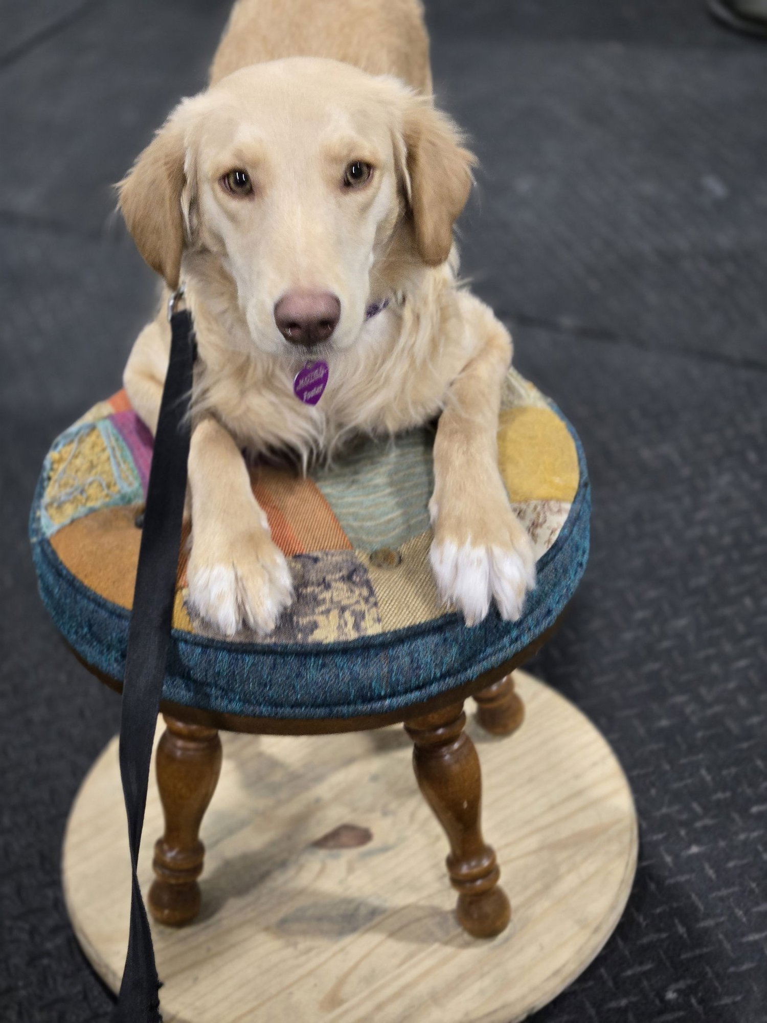 Honeysuckle - Photo 3