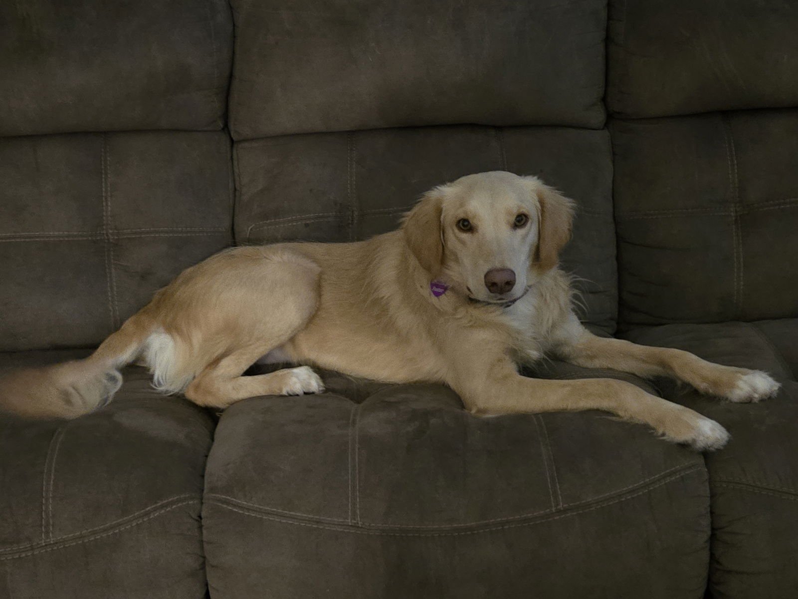 Honeysuckle - Photo 5