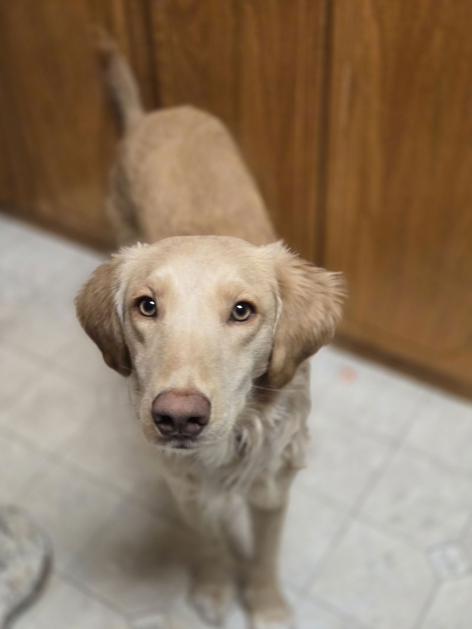 Honeysuckle - Photo 6