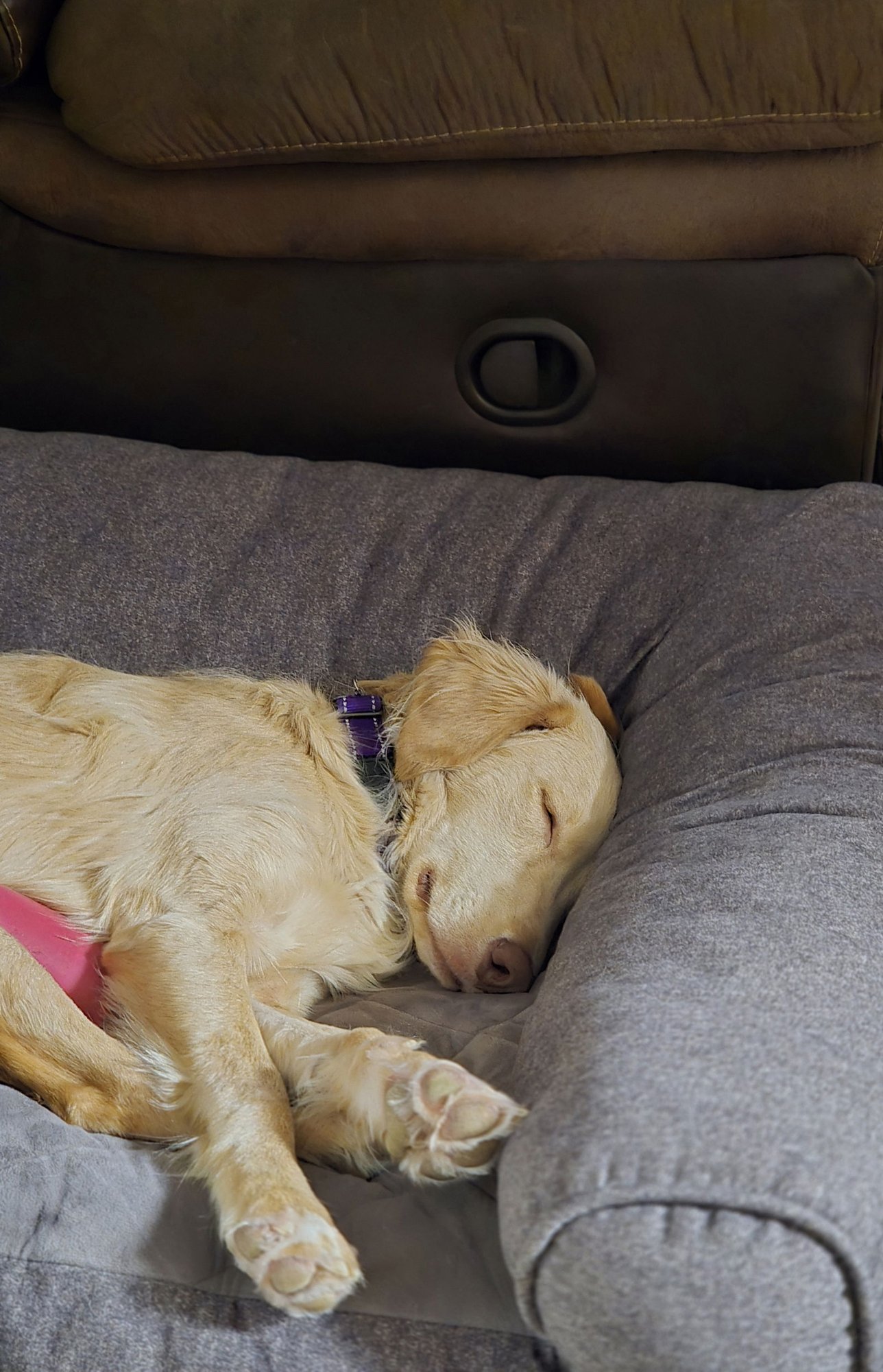 Honeysuckle - Photo 7