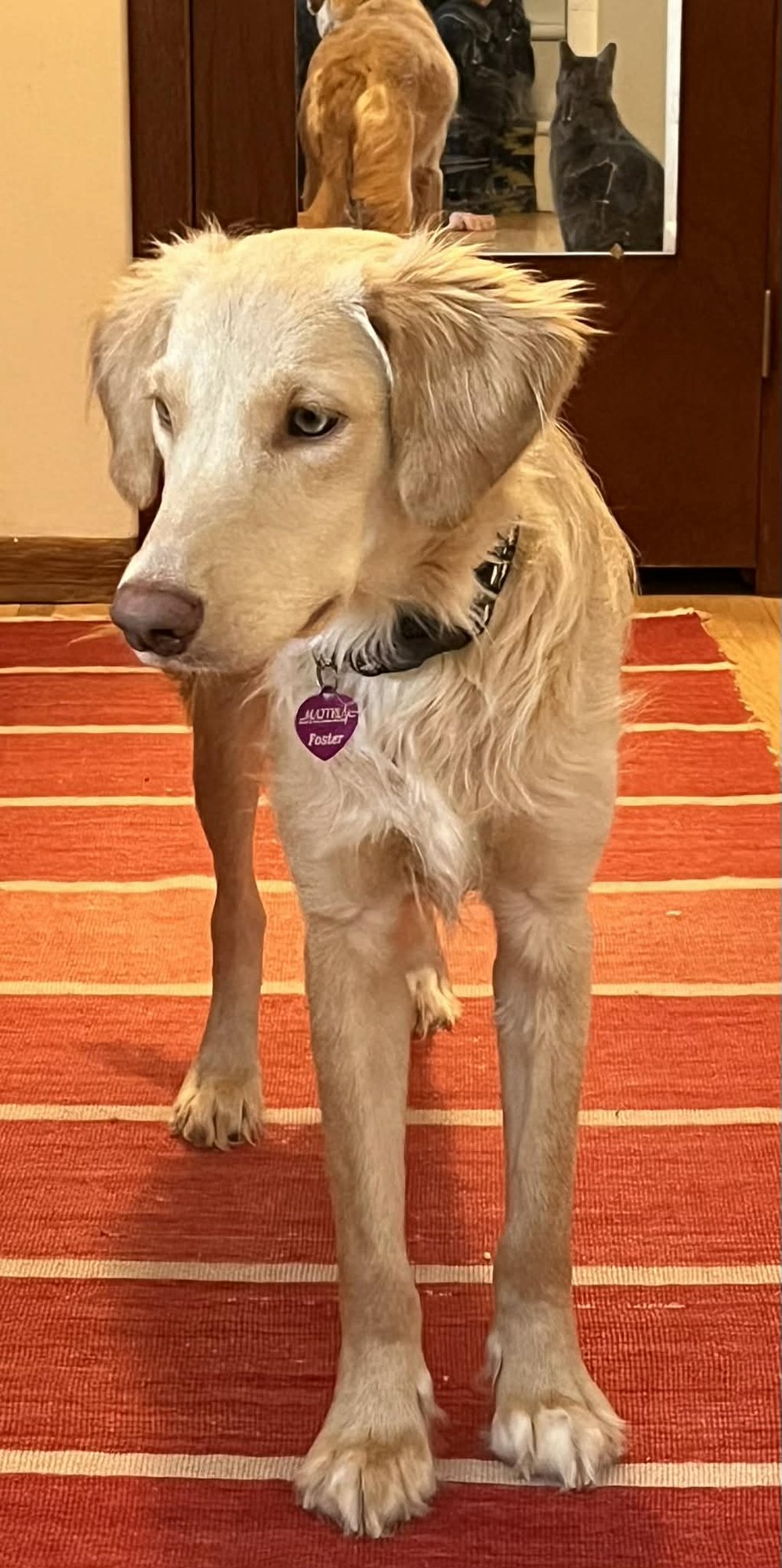 Honeysuckle - Photo 8