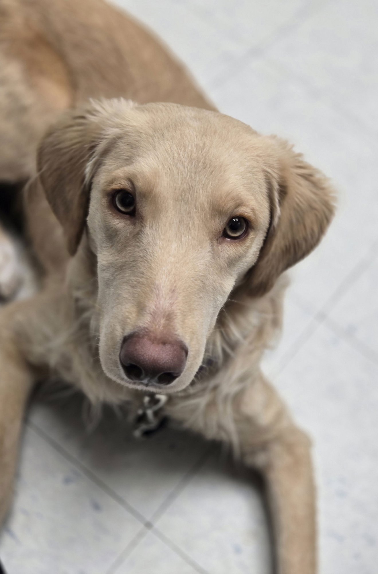 Honeysuckle - Photo 9