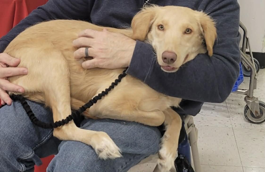 Honeysuckle - Photo 10