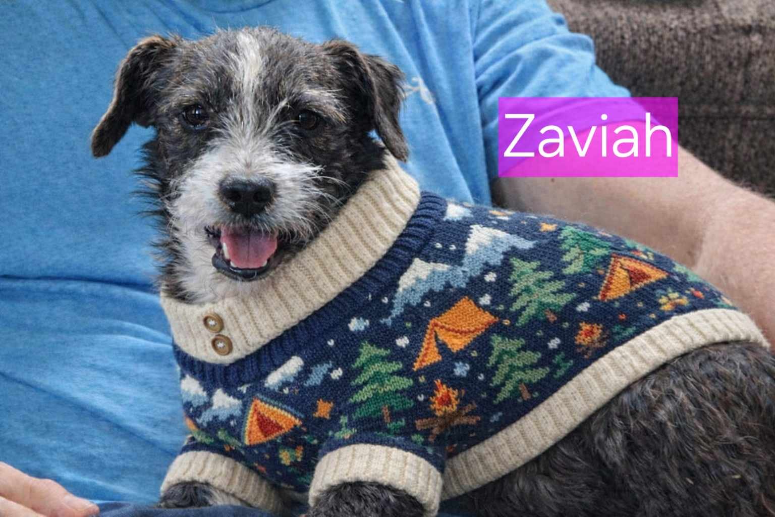 ZAVIA - Yorkshire Terrier Yorkie / Terrier available for adoption