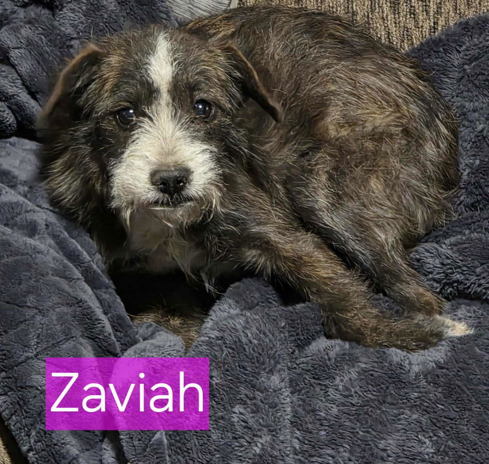 ZAVIA - Yorkshire Terrier Yorkie / Terrier available for adoption