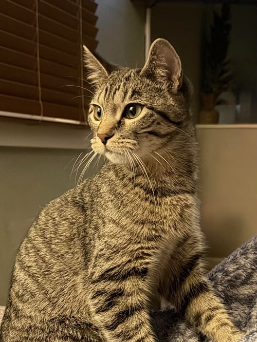 RIO - Tabby / Domestic Short Hair available for adoption
