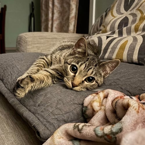 RIO - Tabby / Domestic Short Hair for adoption in Minneapolis
