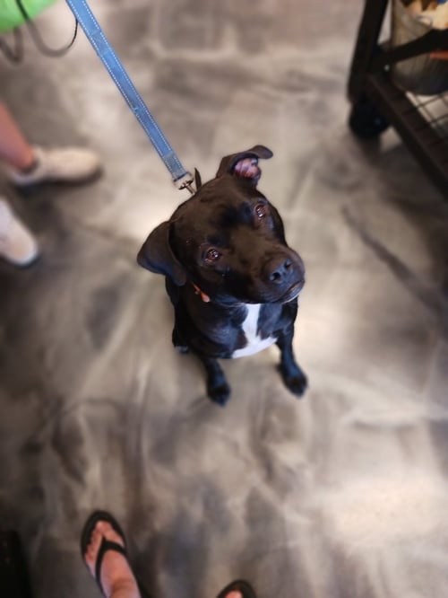 MIDNIGHT LAGOON - American Staffordshire Terrier available for adoption