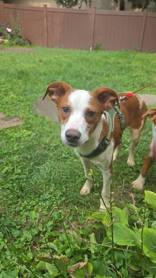 CILANTRO - Australian Shepherd available for adoption