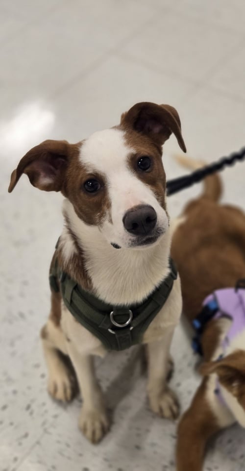 CILANTRO - Australian Shepherd available for adoption
