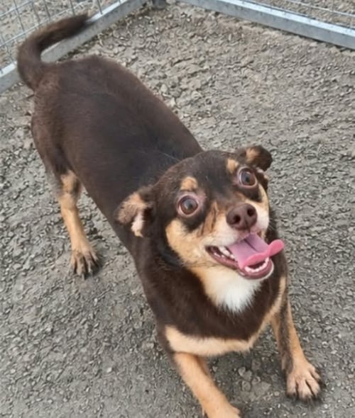 CELIA - Chihuahua / Dachshund available for adoption