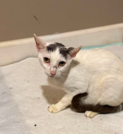 MASSEY FERGUSON - Domestic Short Hair available for adoption