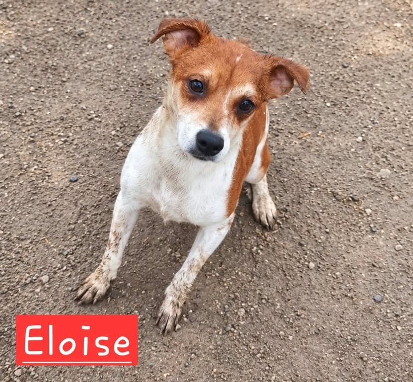 Eloise Image