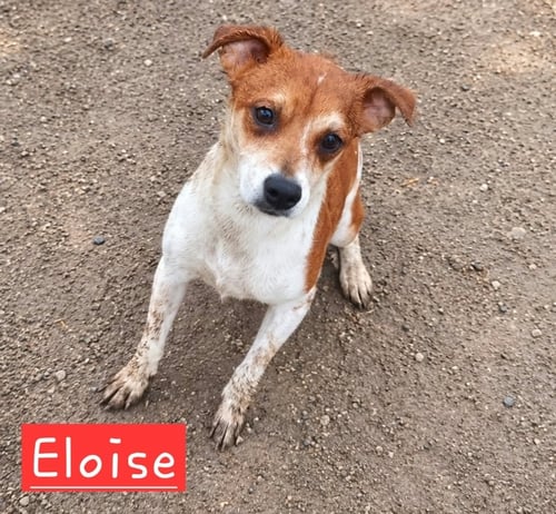 ELOISE - Rat Terrier available for adoption
