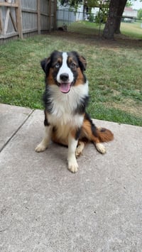 Cayenne - Photo 1
