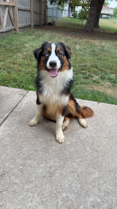 CAYENNE - Australian Shepherd available for adoption