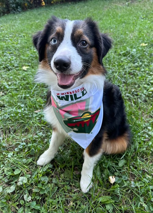 CAYENNE - Australian Shepherd available for adoption