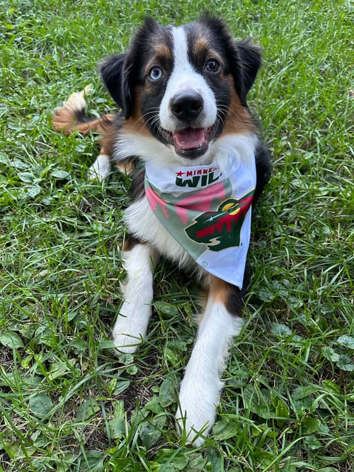 CAYENNE - Australian Shepherd available for adoption