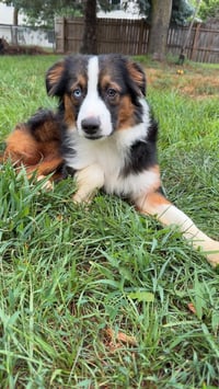 Cayenne - Photo 2