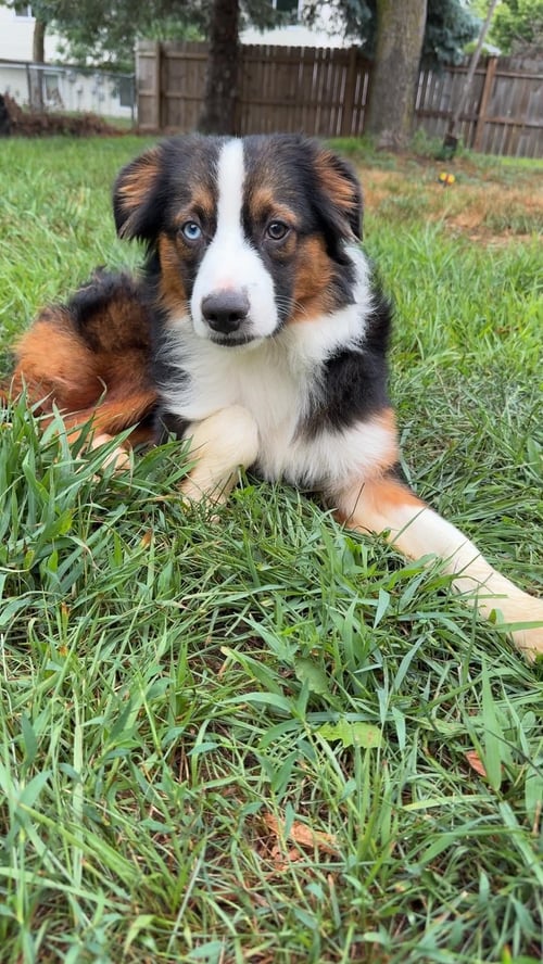 CAYENNE - Australian Shepherd available for adoption