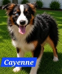 Cayenne - Photo 4