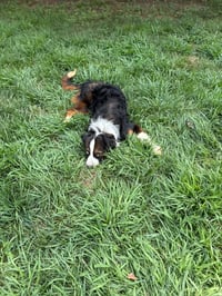 Cayenne - Photo 6