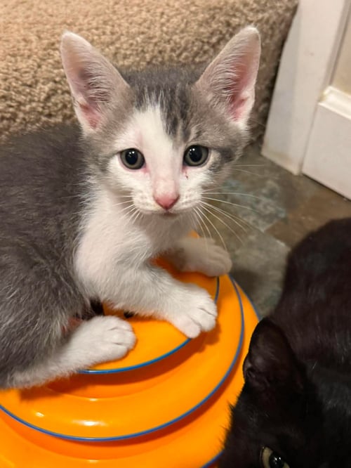 TANK - Domestic Short Hair available for adoption
