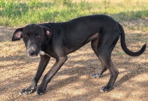 DAHLIA VEX - Hound available for adoption