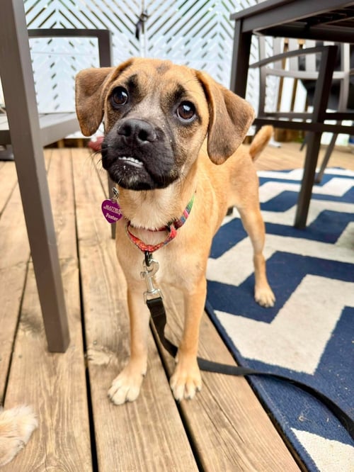 LINDEN - Pug / Boxer available for adoption