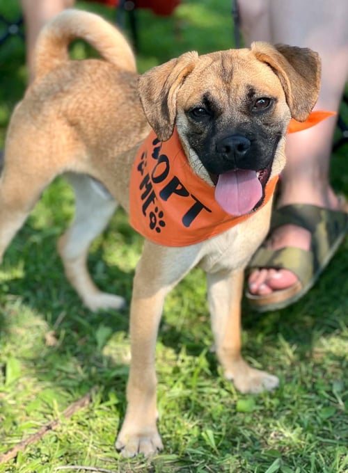 LINDEN - Pug / Boxer available for adoption