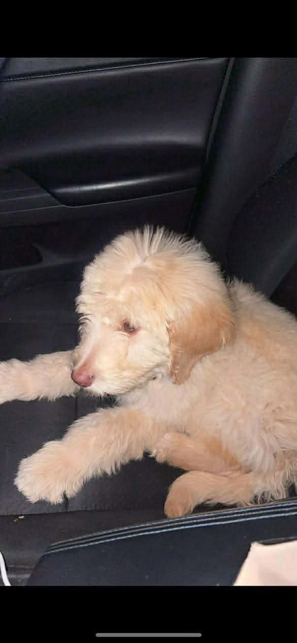 KNOX (MG) IN MS - Poodle (Standard) / Golden Retriever available for adoption