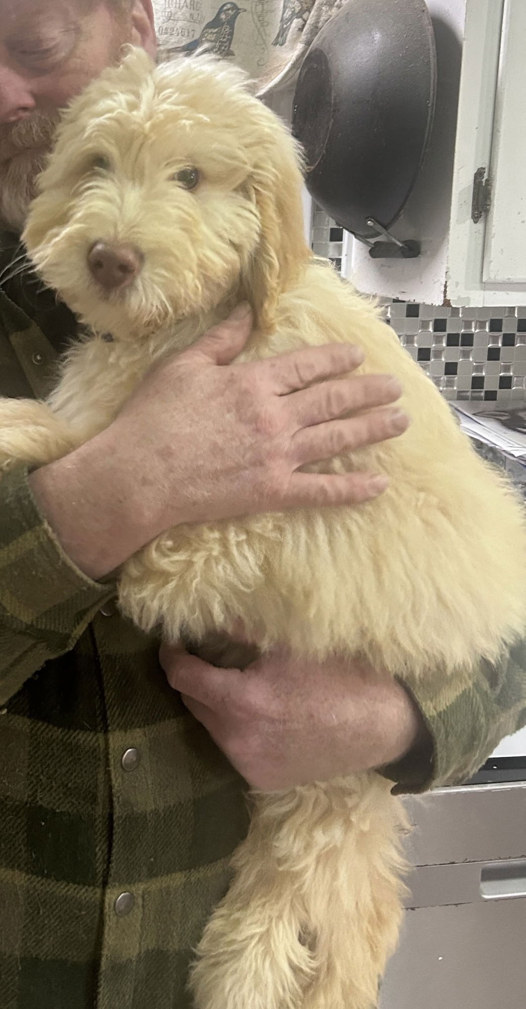 KNOX (MG) IN MS - Poodle (Standard) / Golden Retriever available for adoption