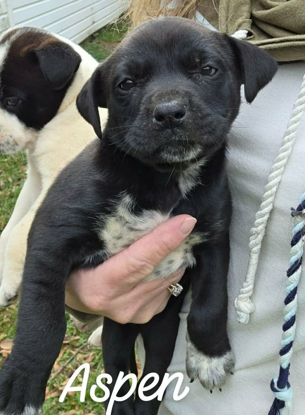 ASPEN SH IN MS - Unknown available for adoption