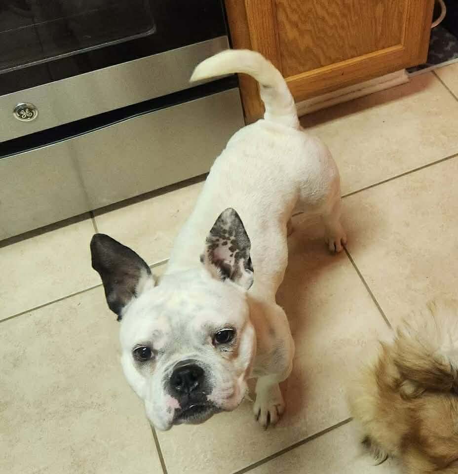 JASMINE JC IN MS - French Bulldog available for adoption