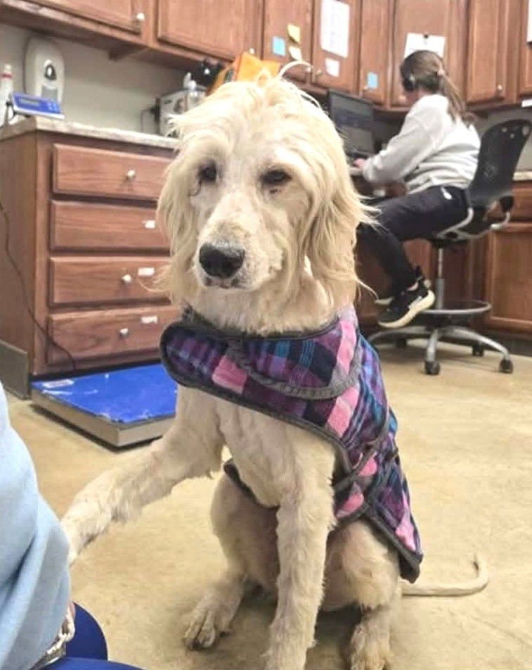 HAZEL SH IN MS - Poodle (Standard) / Labrador Retriever available for adoption