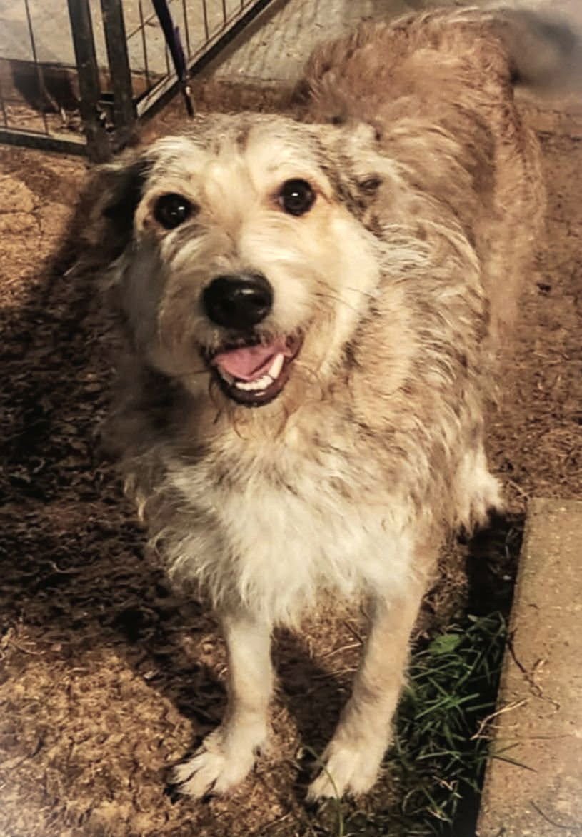 MAXINE JC IN MS - Terrier available for adoption