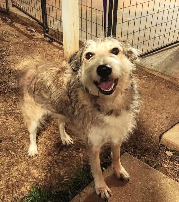 MAXINE JC IN MS - Terrier available for adoption