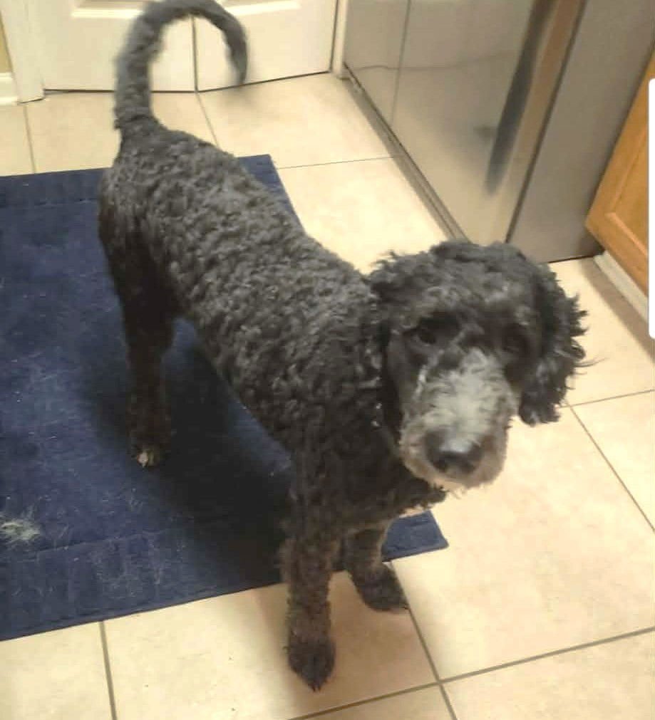 ABBY JC IN MS - Labrador Retriever / Poodle (Miniature) available for adoption