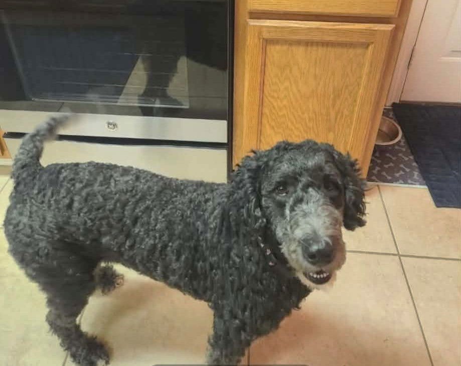 ABBY JC IN MS - Labrador Retriever / Poodle (Miniature) available for adoption