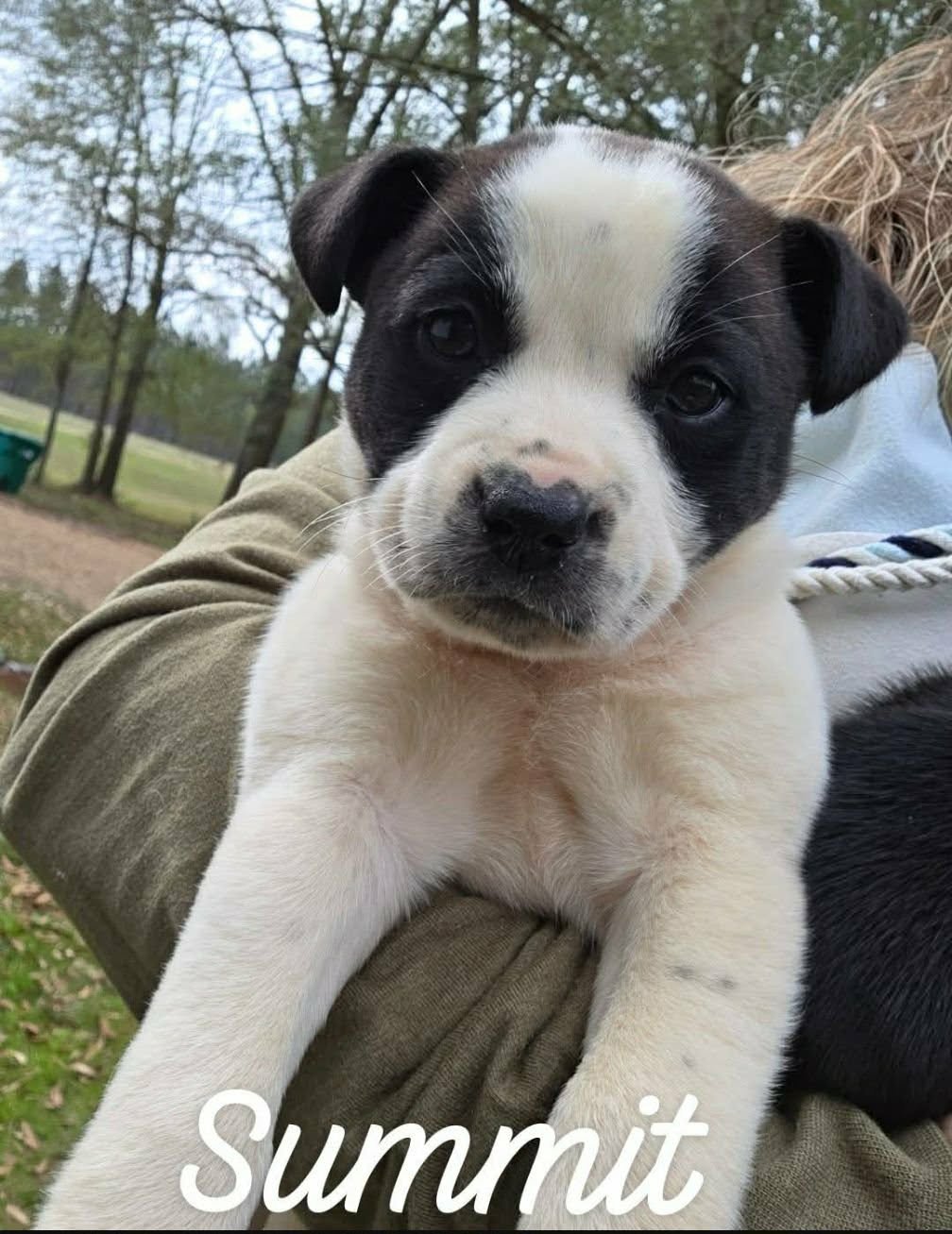 SUMMIT SH IN MS - Unknown available for adoption