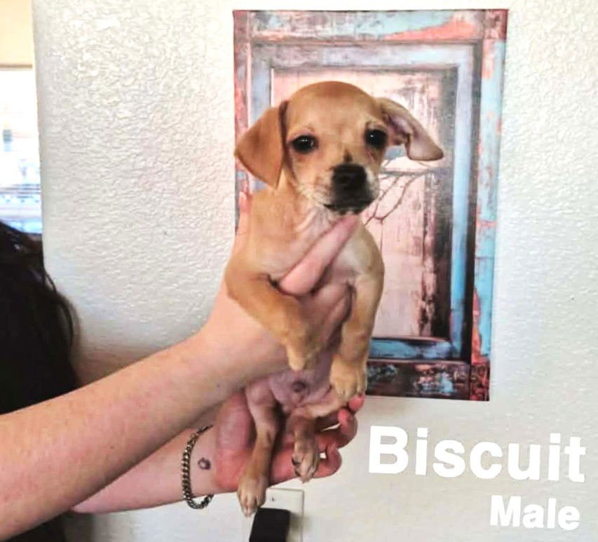 BISCUIT DLB IN RI - Chihuahua available for adoption