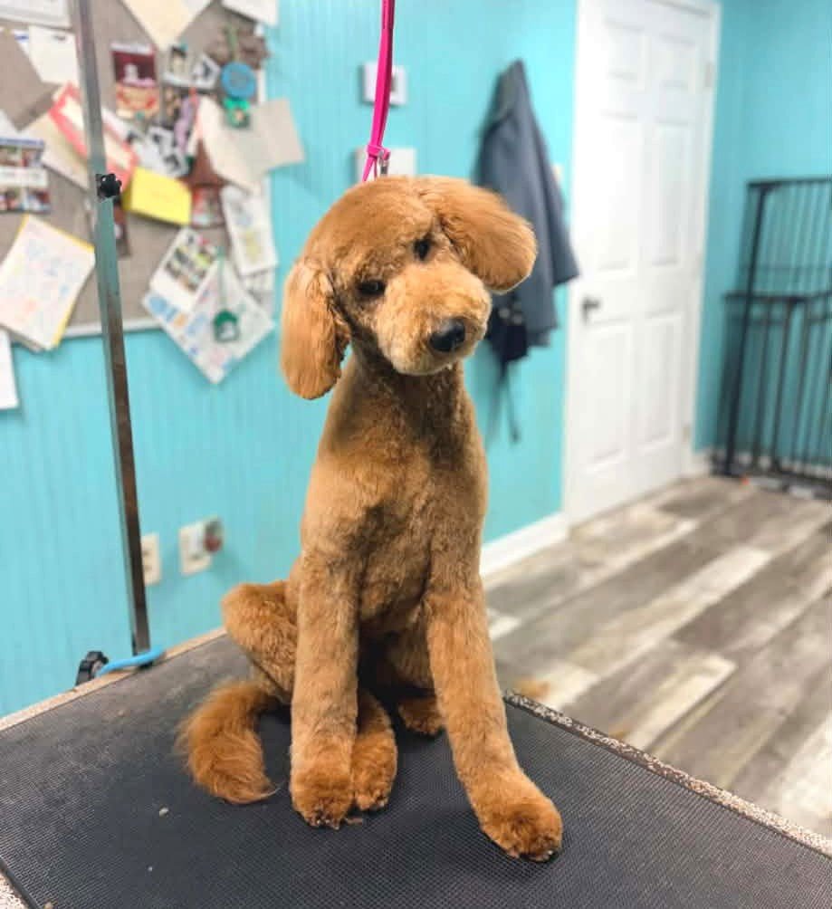 MAGNOLIA SH IN MS - Golden Retriever / Poodle (Standard) available for adoption