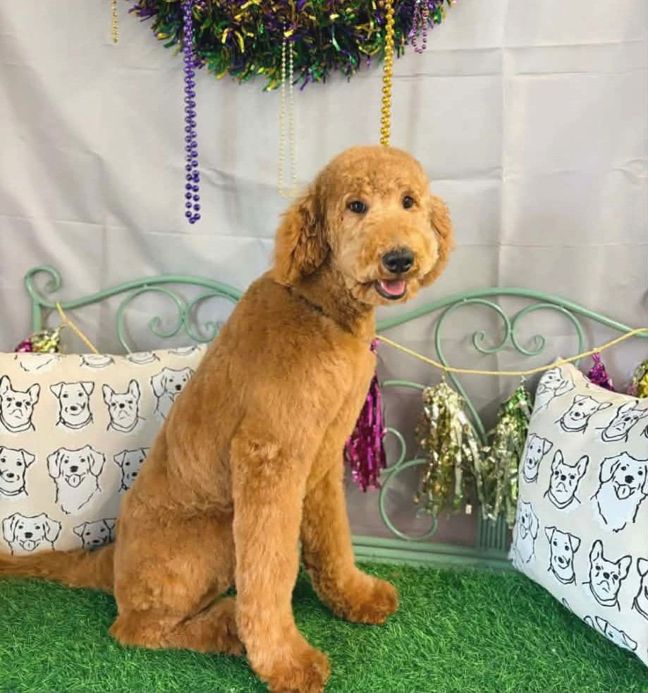 MAGNOLIA SH IN MS - Golden Retriever / Poodle (Standard) available for adoption