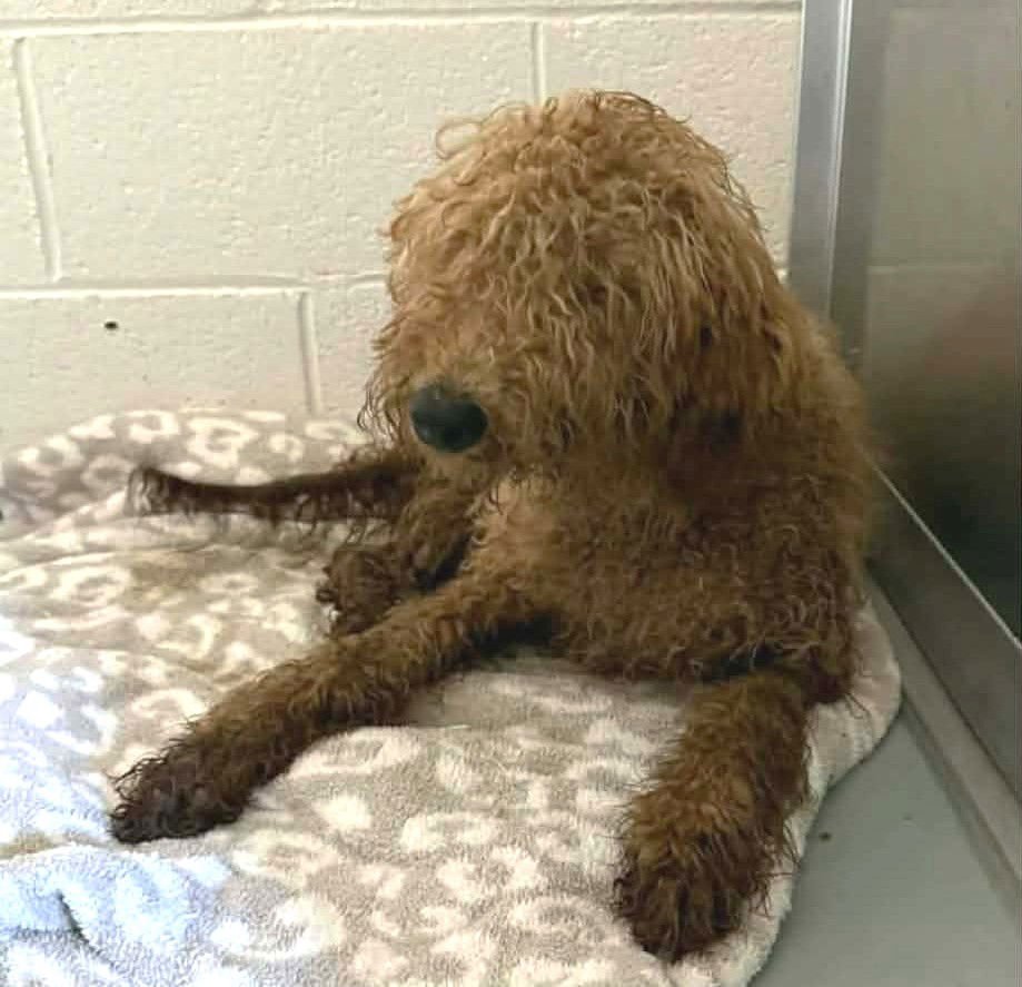 Magnolia SH in MS - Photo 4