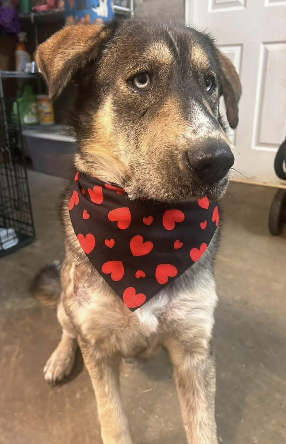 ATLAS SS IN RI - German Shepherd Dog / Husky available for adoption