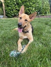 Dusty - Photo 1