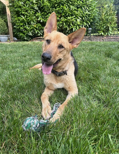 DUSTY - German Shepherd Dog for adoption in Wilmington
