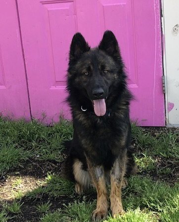 NERO - German Shepherd Dog for adoption in Wilmington