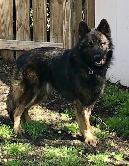 NERO - German Shepherd Dog available for adoption