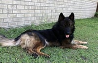 Nero - Photo 3
